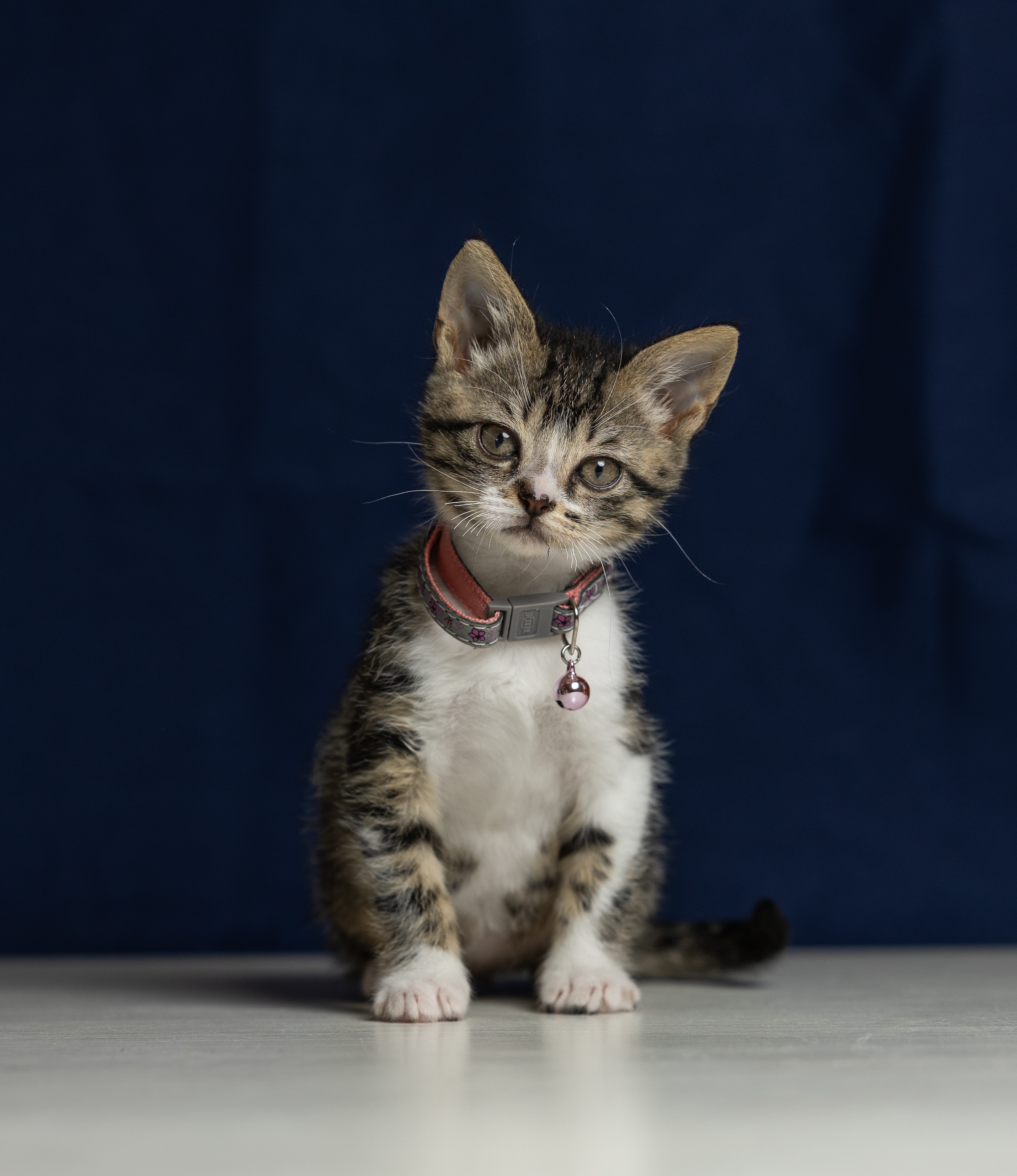 Kat